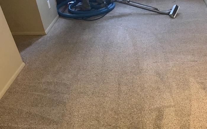 Carpet after deep extraction with M-M Cleaning truck-mounted equipment - fresh vacuum lines visible